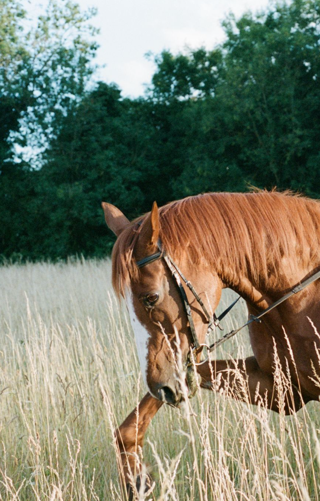 PLACEHOLDER PRODUCT 1